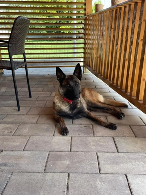 Ciobănesc beligian malinois - imagine 2