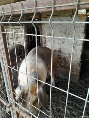 vand porci în viu sau carcasă  - imagine 3