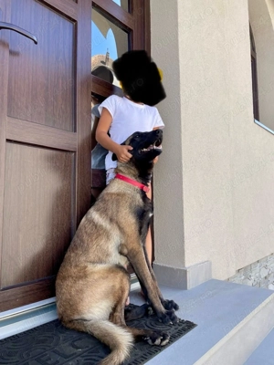 Ciobănesc beligian malinois - imagine 3