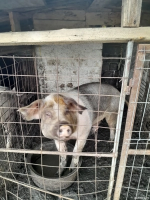 vand porci în viu sau carcasă  - imagine 2