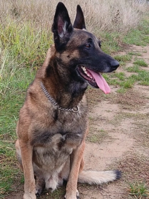 Ciobănesc beligian malinois - imagine 5