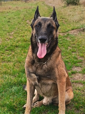 Ciobănesc beligian malinois - imagine 4