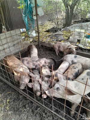 vand purcei - imagine 2 vand purcei - imagine 2