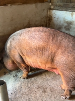 duroc de vanzare
