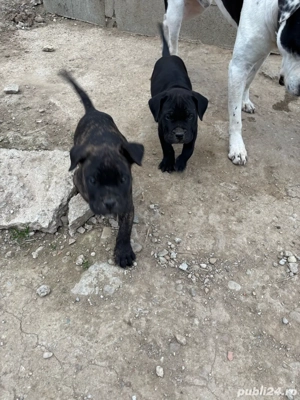  catei jucausi - imagine 3