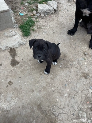  catei jucausi - imagine 2