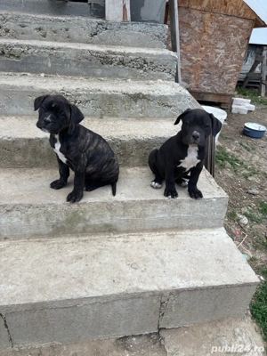  catei jucausi - imagine 4