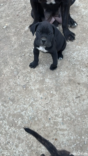  catei jucausi - imagine 5