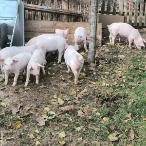 purcei de vânzare  - imagine 3