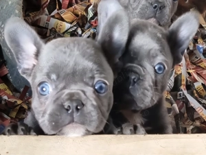Vând pui masculi și femele Bulldog Francez