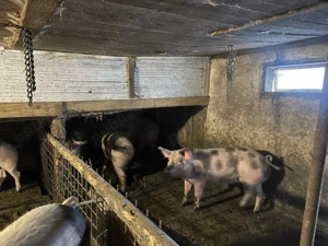Vand porci Pietrain intre 120KG-180KG - imagine 6