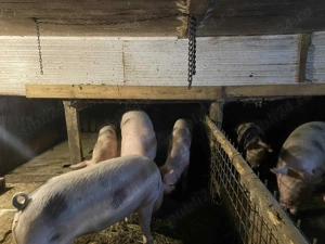 Vand porci Pietrain intre 120KG-180KG - imagine 5