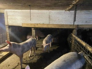 Vand porci Pietrain intre 120KG-180KG - imagine 2