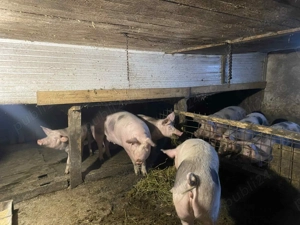 Vand porci Pietrain intre 120KG-180KG - imagine 4