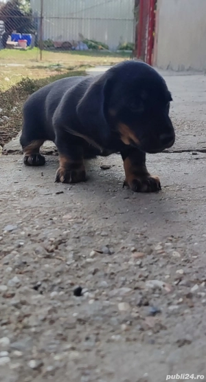 Teckeli cu pete de foc 