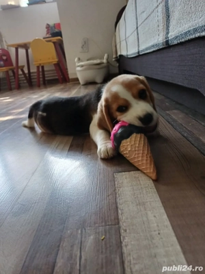 Vând fetita beagle - imagine 4