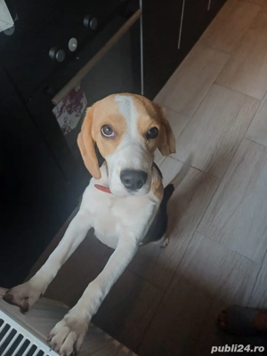 Vând fetita beagle - imagine 2