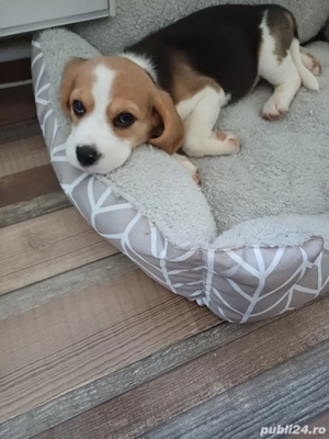 Vând fetita beagle - imagine 3