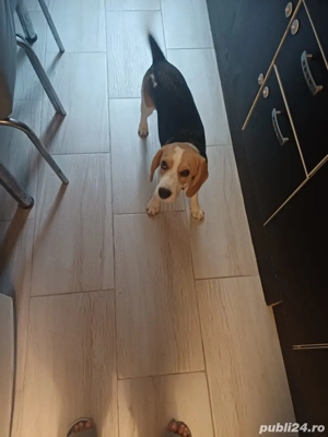 Vând fetita beagle