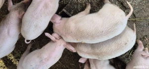 purcei rasa Marele Alb - imagine 4 purcei rasa Marele Alb - imagine 4