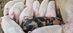 purcei rasa Marele Alb - imagine 2 purcei rasa Marele Alb - imagine 2