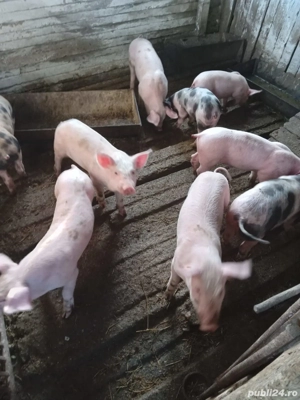 Purcei de vanzare - imagine 3