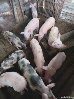 Purcei de vanzare - imagine 2