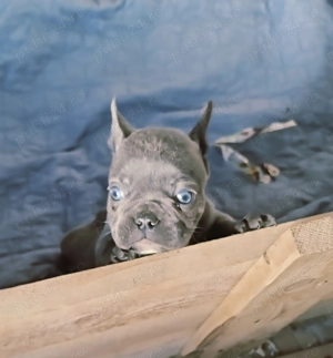 Vând pui bulldog francez blue