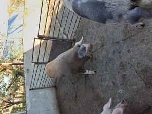 Porci de vanzare  - imagine 4