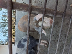 Porci de vanzare  - imagine 5