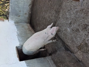 Porci de vanzare  - imagine 2