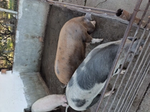 Porci de vanzare  - imagine 3