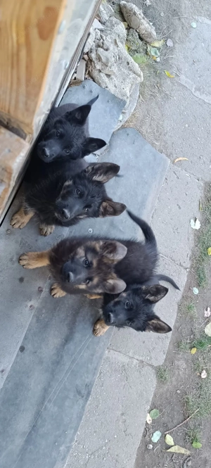 Pui Ciobanesc German - imagine 2