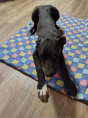 Vând pui de dog german  - imagine 2