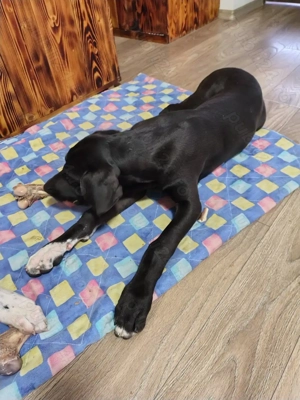 Vând pui de dog german  - imagine 3