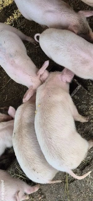 purcei rasa Marele Alb - imagine 3 purcei rasa Marele Alb - imagine 3