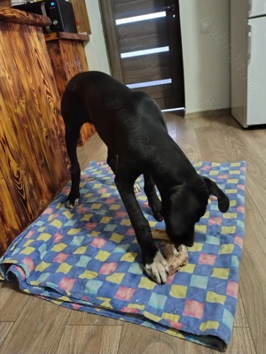 Vând pui de dog german 