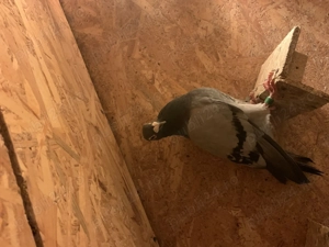 Vând porumbei voiajori 