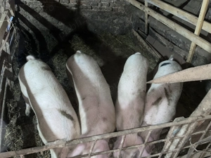 De vânzare grasuni - imagine 2