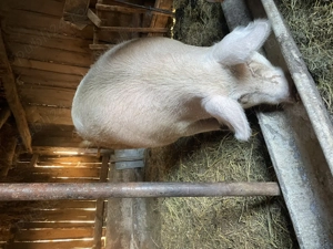 Vând scroafa - imagine 3 Vând scroafa - imagine 3