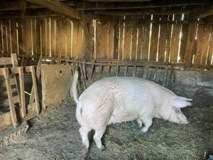 Vând scroafa - imagine 2 Vând scroafa - imagine 2