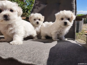 fetițe bichon - imagine 2 fetițe bichon - imagine 2