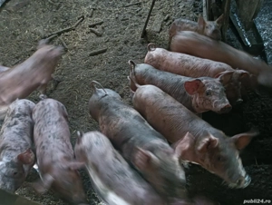 purcei de vânzare  - imagine 2