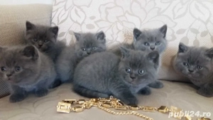 British Shorthair blue 