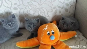 British Shorthair blue  - imagine 2