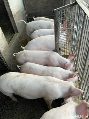 vand soldani  - imagine 2 vand soldani  - imagine 2