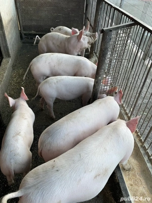 vand soldani  - imagine 4 vand soldani  - imagine 4