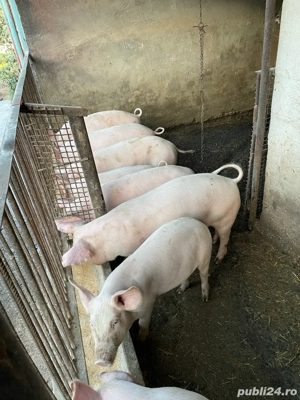 vand soldani  - imagine 5 vand soldani  - imagine 5