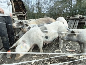 Scroafe gestante  - imagine 3