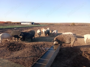 Vând porci de mangalița 